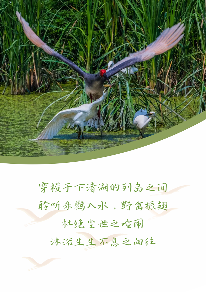 心心念廿 相伴尊龙网址登录官网 | 与德清相约 贺廿载诞辰